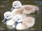 abbotsbury swans